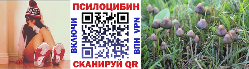 Галлюциногенные грибы Psilocybe Нерюнгри